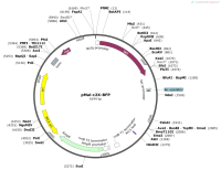 pMal-c2X-BFP