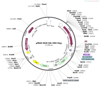 pMAS-GUS-HA-35S-Hyg