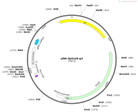 pMA-SpCas9-g4