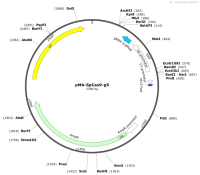 pMA-SpCas9-g5