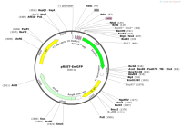 pRSET-EmGFP