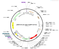 pRSI9-U6--sh--UbiC-TagRFP-2A-Puro