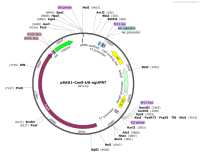 pSAG1-Cas9-U6-sgUPRT