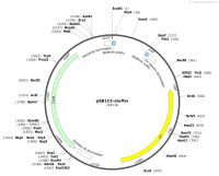 pSB1C3-stuffer