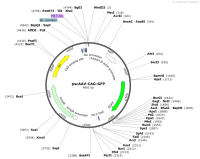 pscAAV-CAG-GFP