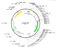 pscAAV-GFP