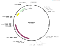 pSFV3-lacZ