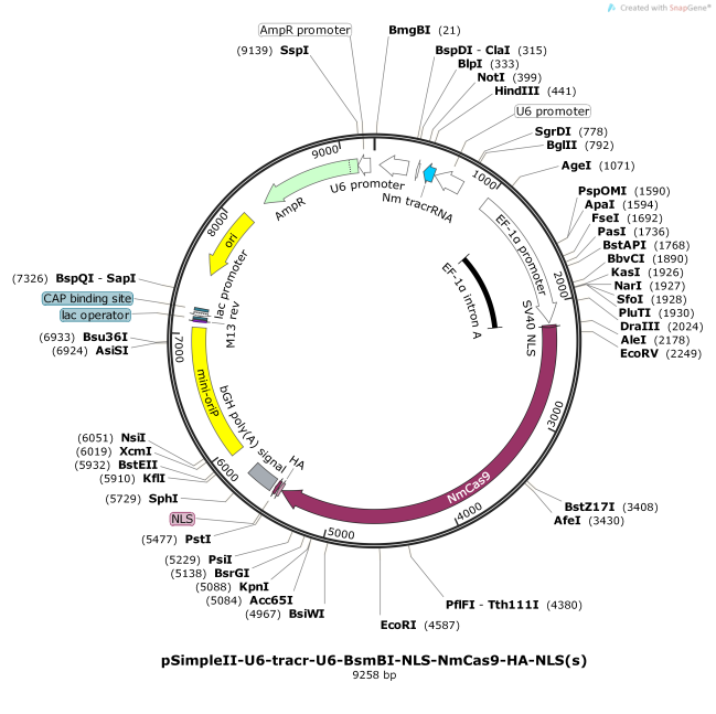 pSimpleII-U6-tracr-U6-BsmBI-NLS-NmCas9-HA-NLS-s-