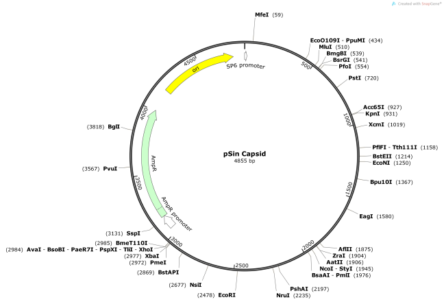 pSinCapsid