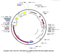 pSLQ2817pPB-CAG-PYL1-VPR-IRES-Puro-WPRE-SV40PAPGK-ABI-tagBFP-SpdCas9