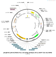 pSLQ8703pHR-R-TRE3G-Fluc-2XcrIFNg-SV40pA--EF1a-sfGFP-T2A-rtta-WPRE