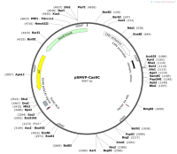 pSMVP-Cas9C