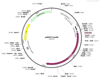 pSMVP-Cas9N