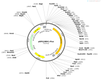 pSP2-HBV--Fluc