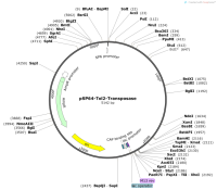 pSP64-Tol2-Transposase