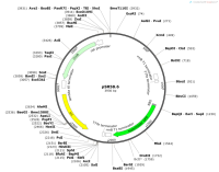 pSR58.6