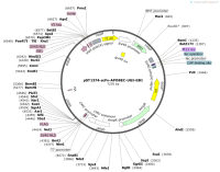 pST1374-scFv-APOBEC-UGI-GB1