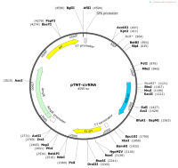 pTNT-cirRNA