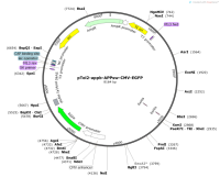 pTol2-appb-APPsw-CMV-EGFP
