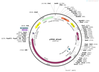 pTPGI_dCas9