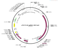 pTX172-AG-sgRNA1-UBI-Cas9