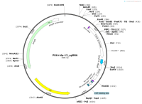 PU6klp-12_sgRNA