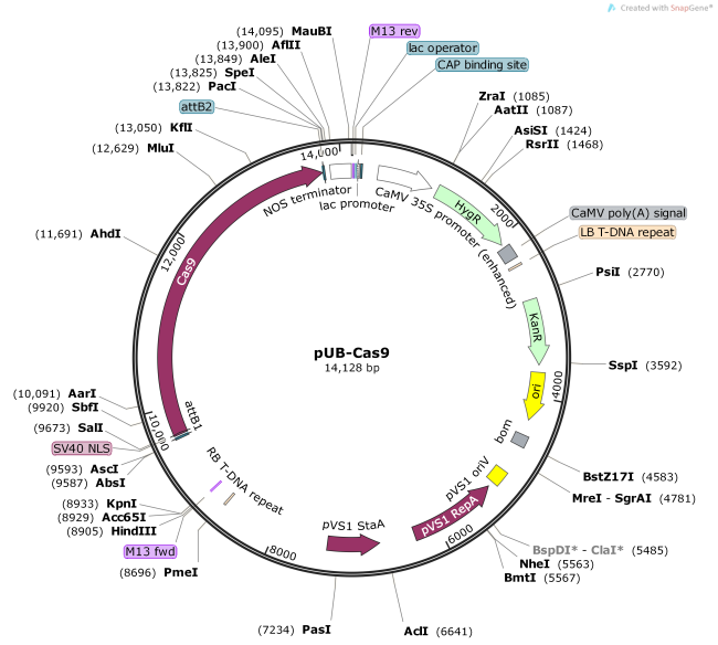 pUB-Cas9