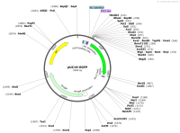 pUC19-EGFP
