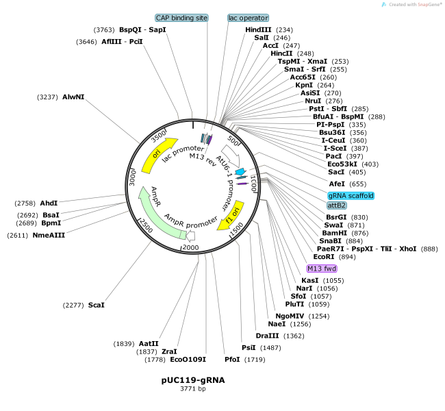 pUC119-gRNA