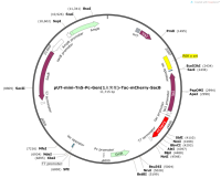 pUT-mini-Tn5-Pc-Gen-1点突变--Tac-mCherry-SacB