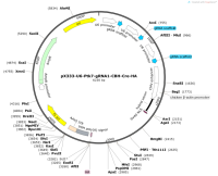 pX333-U6-Ptk7-gRNA1-CBH-Cre-HA