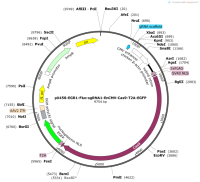 pX458-EGR1-Fluc-sgRNA1-EnCMV-Cas9-T2A-EGFP