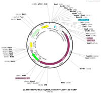 pX458-HSP70-Fluc-sgRNA2-EnCMV-Cas9-T2A-EGFP