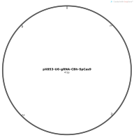 pX853-U6-gRNA-CBh-SpCas9