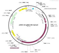 pX854-U6-gRNA-CBh-SpCas9