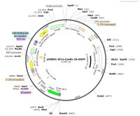 pXR001-EF1a-CasRx-2A-EGFP