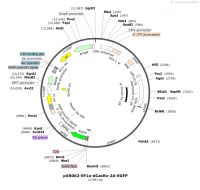 pXR002-EF1a-dCasRx-2A-EGFP