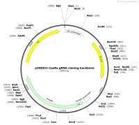 pXR003CasRxgRNAcloningbackbone