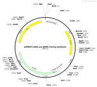 pXR004-CasRxpre-gRNAcloningbackbone