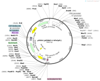 pY004-pCDNA3.1-hFnCpf1-