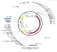 pY010-pCDNA3.1-hAsCpf1-