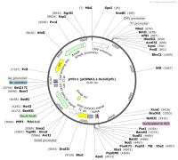 pY011-pCDNA3.1-hLb2Cpf1-