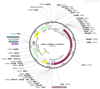 pY016-pCDNA3.1-hLbCpf1-