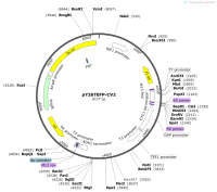 pY26TEFP-CV2