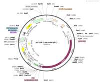 pY108-Lenti-AsCpf1-