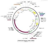 pY108-lenti-AsCpf1--sidt2-crRNA3