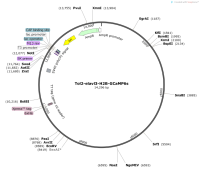 Tol2-elavl3-H2B-GCaMP6s
