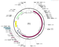 VP12