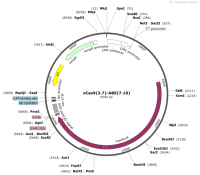 xCas9-3.7--ABE-7.10-