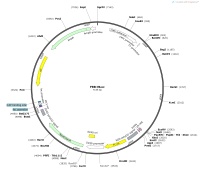 FRB-NLucMap